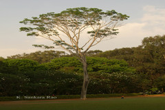 Roseodendron donnell-smithii